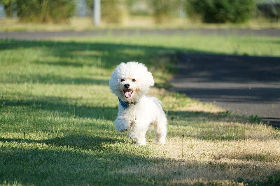 Cachorro peludo pequeno - Bichon Frisé 