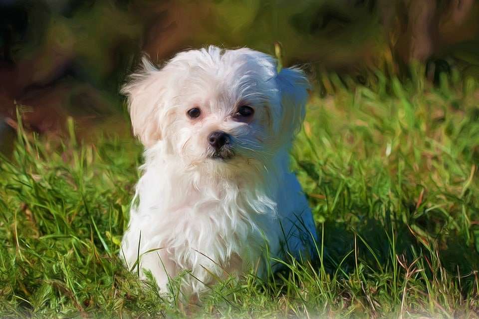 Cachorro peludo pequeno - Maltês