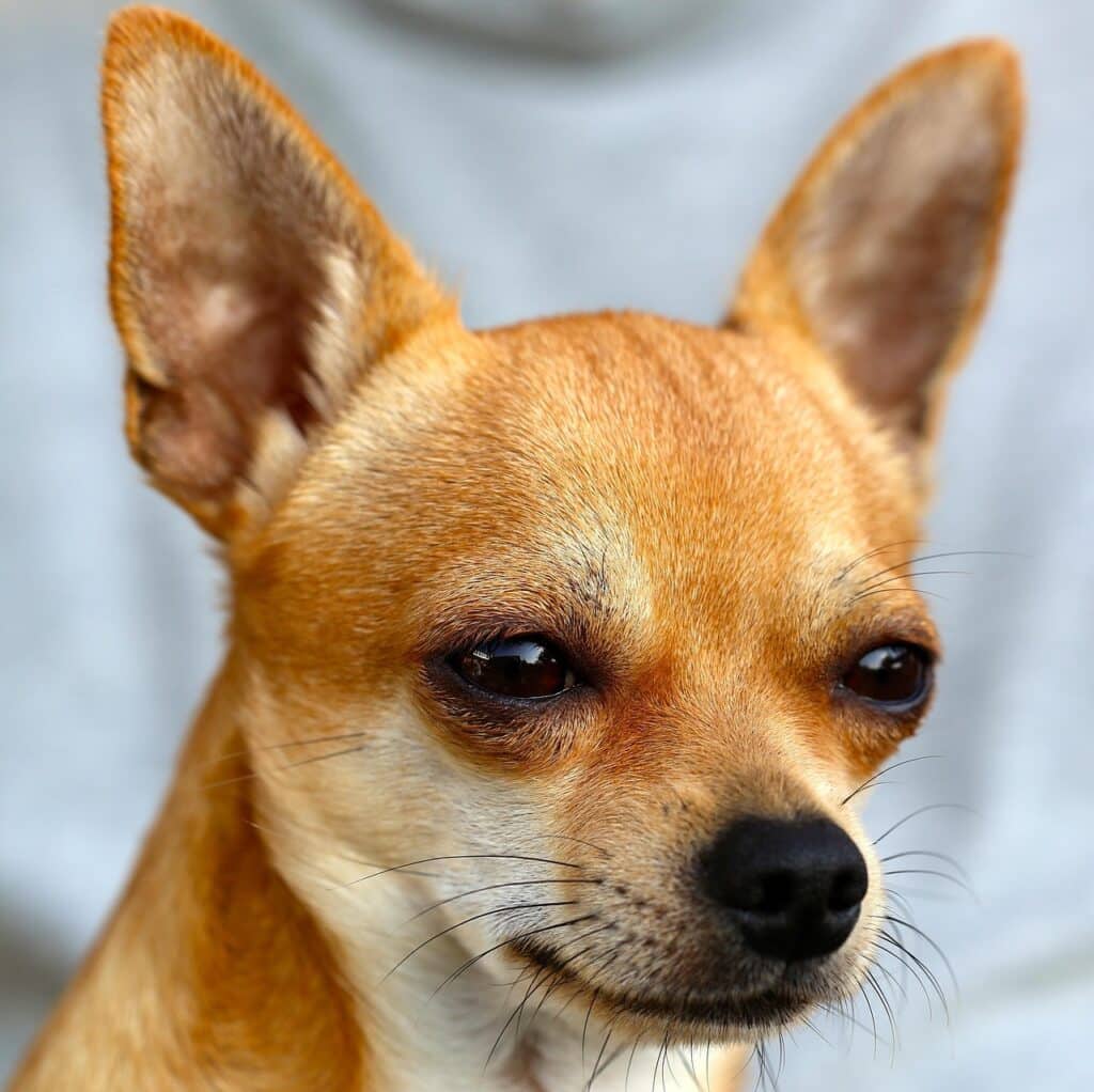 Amarelo-claro é uma cor que predomina na visão dos cachorros (Foto: Ann-Marie por Pixabay)