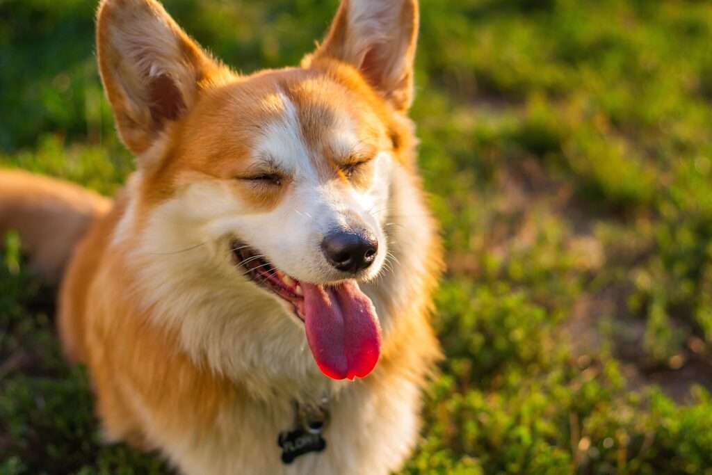 Cachorro pode comer fruta? Veja 10 opções seguras e nutritivas para o seu pet - Foto: Pixabay