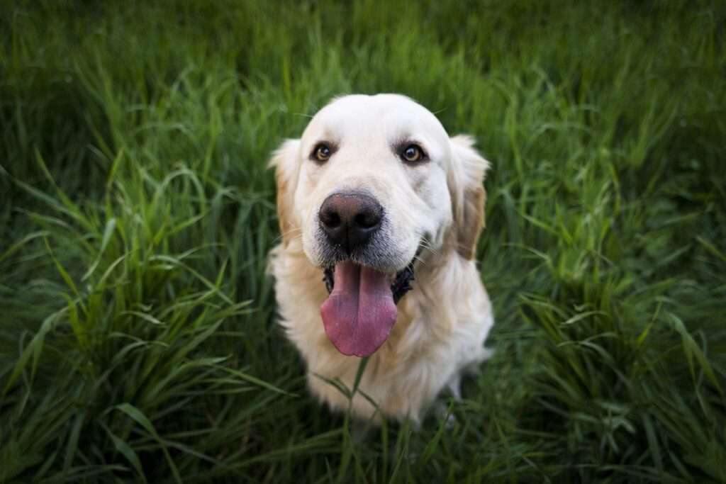 Há uma explicação científica sobre a visão dos cães (Pexels por Pixabay)