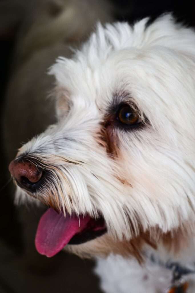 Poodle - Foto: Pixabay - raças de cachorro seguras