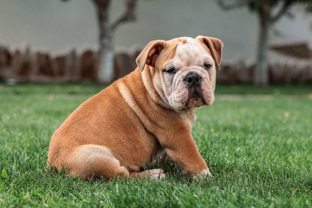 Bulldog Inglês - Foto: Pixabay