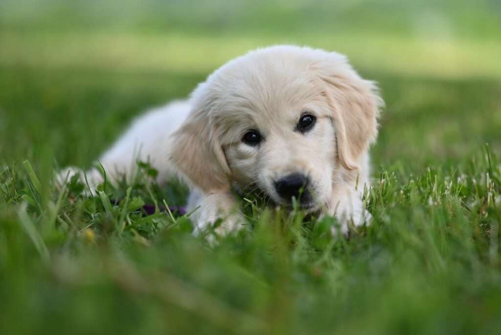 Golden Retriever - Foto: Pixabay