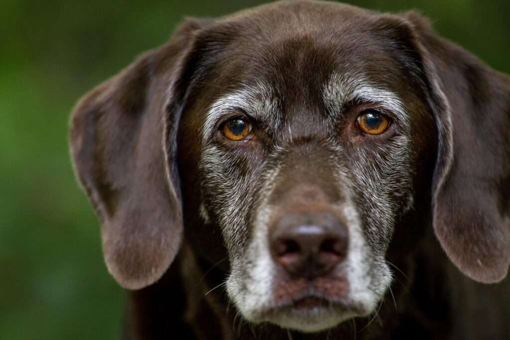 Labrador Retriever - Foto: Pixabay - raças de cachorro seguras