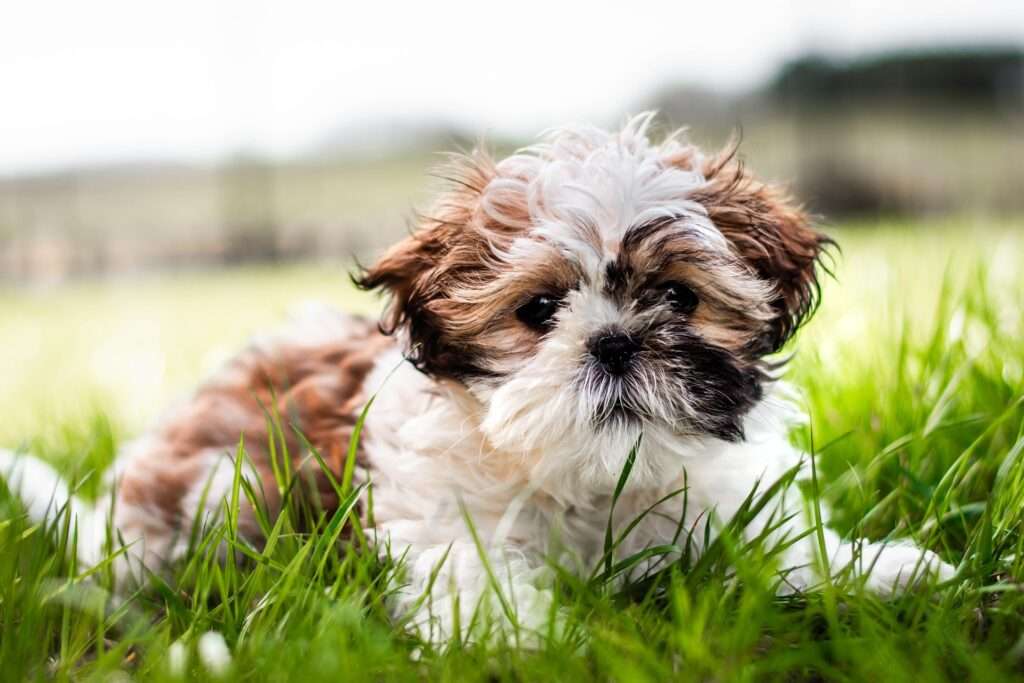 Shih Tzu - Foto: Pixabay