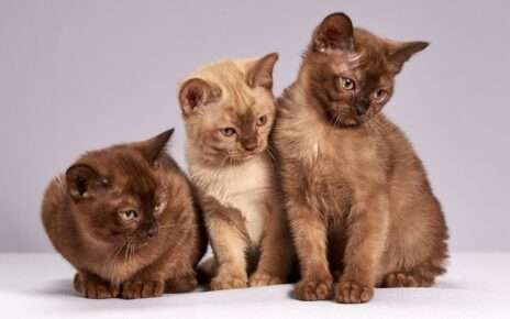 Sabia que a ciência ainda investiga por que os gatos ronronam? Além de expressar prazer, o ronronar pode ter efeitos curativos! - Crédito: Pixabay