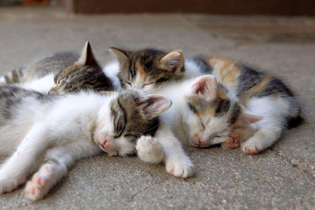Por que os gatos ronronam? Não é só felicidade! Esse som pode revelar muito sobre o bem-estar e até a saúde do seu bichano - Crédito: Pixabay