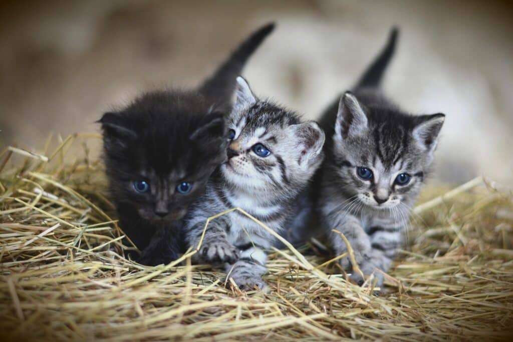 Você já se perguntou por que os gatos ronronam quando estão no seu colo? Talvez porque ali seja o lugar mais seguro do mundo pra eles. - Crédito: Pixabay
